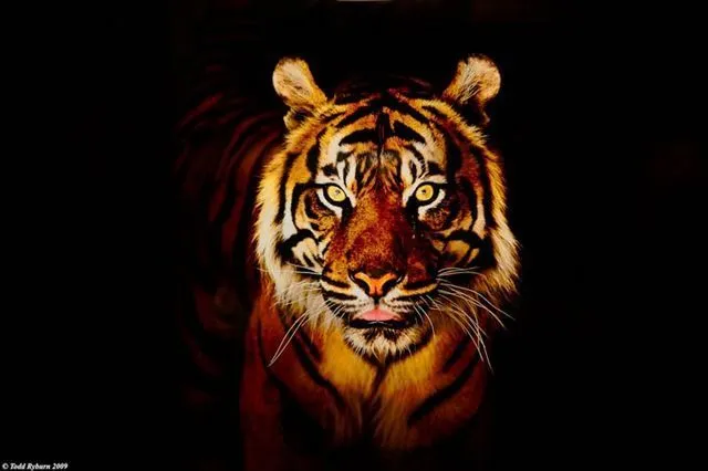 Las mejores fotos de tigres