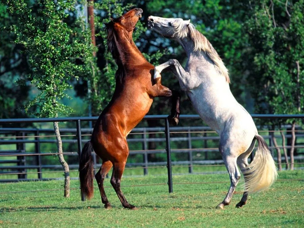 Las Mejores Imagenes de Caballos Blog De Fotografias | Imagenes Gratis Las Mejores Imagenes de Caballos Blog De Fotografias | Imagenes Gratis
