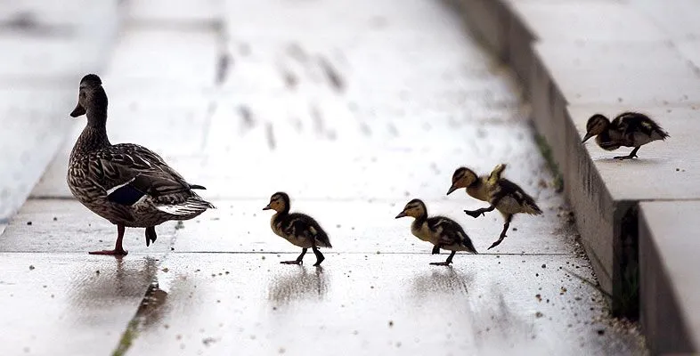 Las mejores imagenes de la naturaleza 2008 - Taringa!