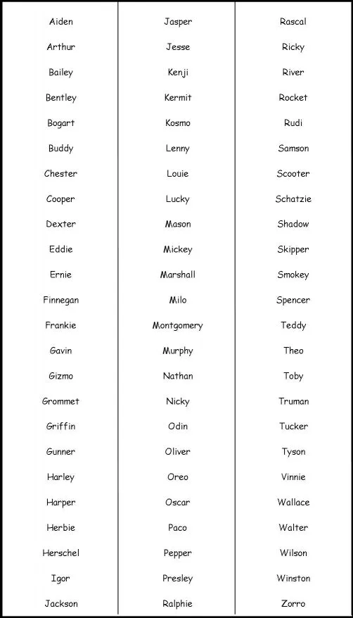 Los mejores nombres para perros - AnimalesMascotas