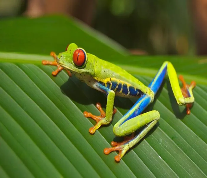 ▷ Los mejores y más originales NOMBRES PARA RANAS