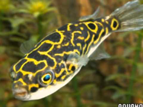 Los 6 mejores peces que ahi que comprar - YouTube Los 6 mejores peces que ahi que comprar - YouTube