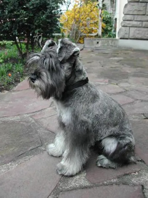 Raza Schnauzer miniatura. Fotos de perros Schnauzer miniatura