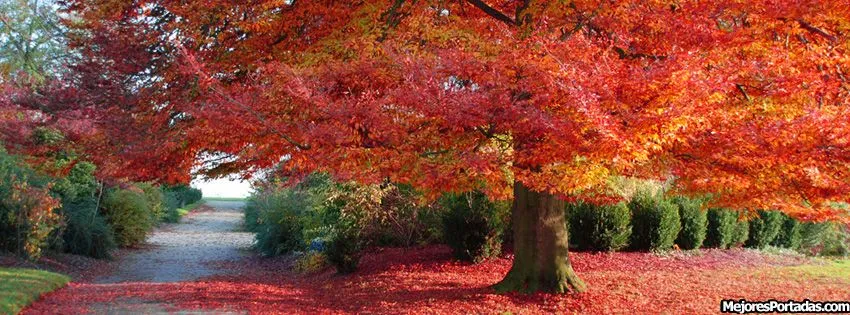 Paisaje Otoño - ÷ Las Mejores Portadas para tu perfil de Facebook ÷