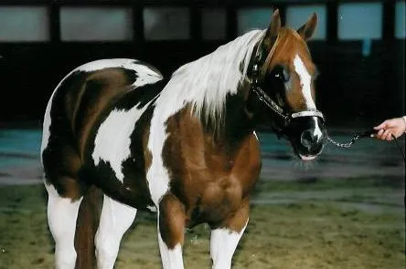 Mejores razas de caballos del mundo [Top 10] - Taringa!