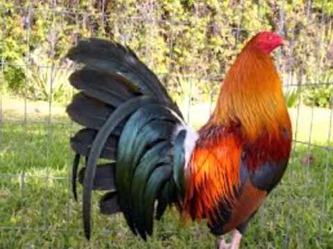 las mejores razas de gallos - YouTube