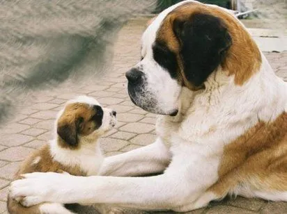 Cuáles son las mejores razas de perros si tienes bebés - Oveja ...