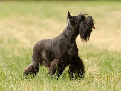 Cuáles son las mejores razas de perros si tienes bebés - Oveja ... Cuáles son las mejores razas de perros si tienes bebés - Oveja ...