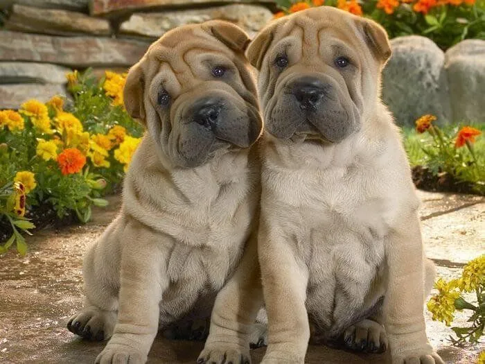 Las 5 mejores razas de perros de piel arrugada Las 5 mejores razas de perros de piel arrugada