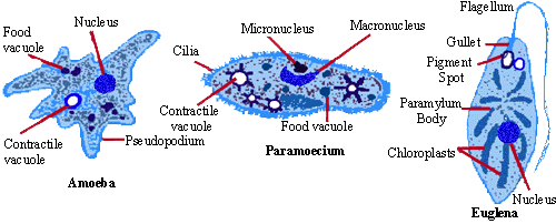 Melamud, Eli - Science / 7th Grade: Protist - Protista Information