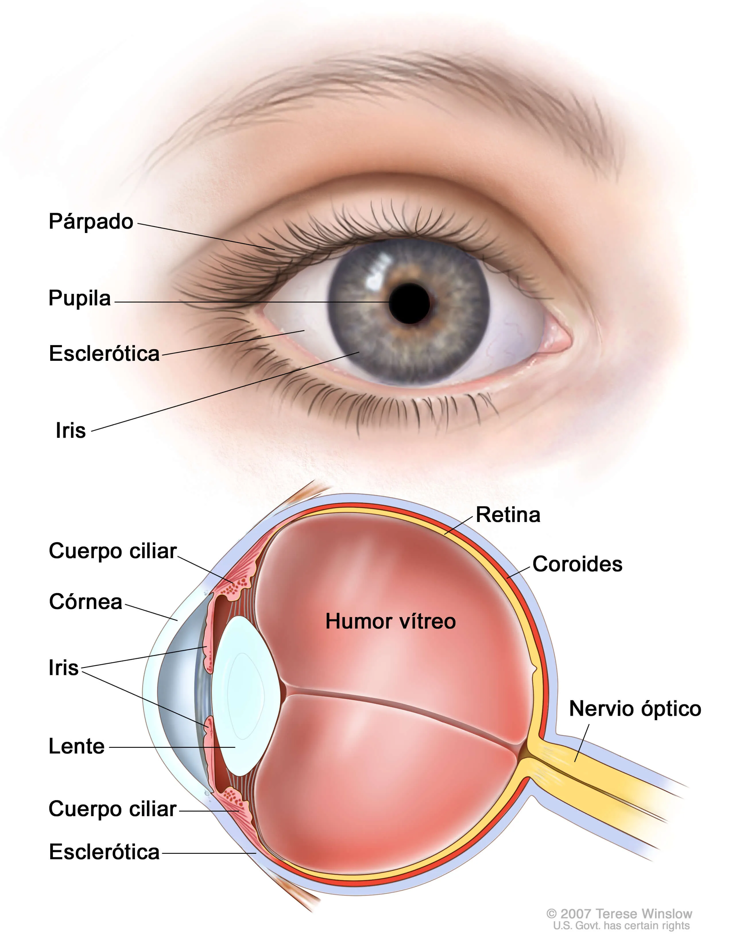 Melanoma ocular (ojo)—Versión para pacientes - National Cancer ... Melanoma ocular (ojo)—Versión para pacientes - National Cancer ...