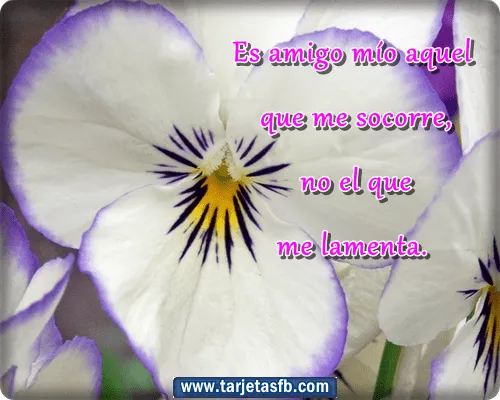 tarjetas%25252Bde%25252Bflores ...