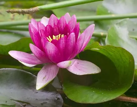 flor+de+loto_magicodespertar.jpg