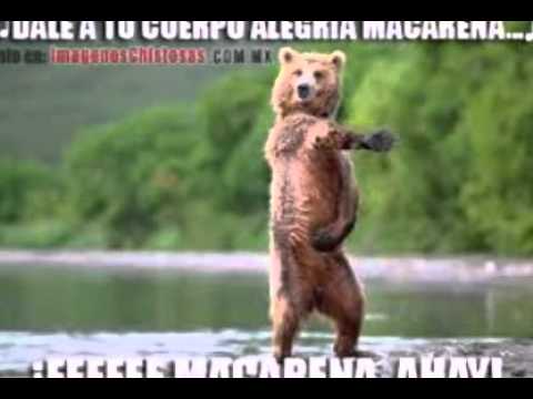 Memes de animales muy graciosos - YouTube