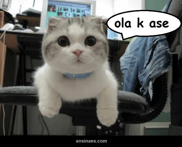 Memes de gatitos tiernos - Imagui