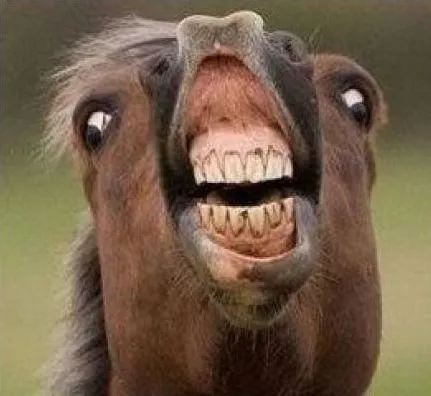 Memes de caballos - Imagui