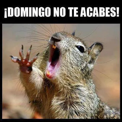 Memes chistosos de animales - Imagenes chistosas