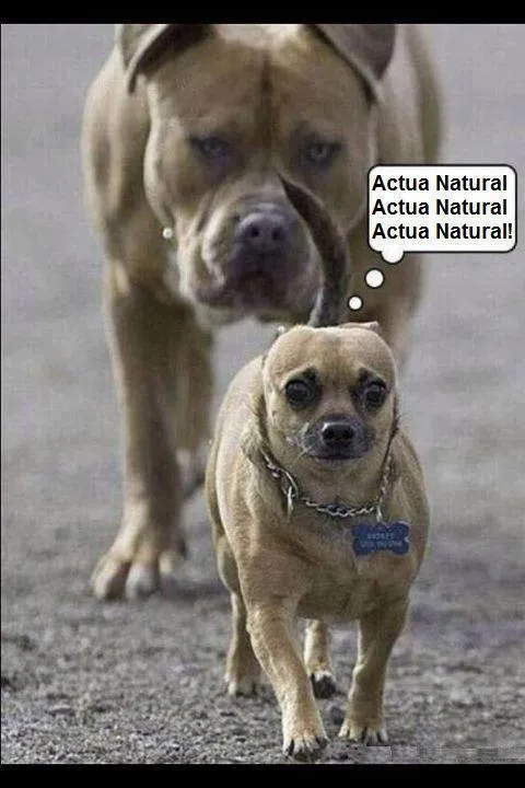Memes Chistosos de Perros - Imagenes chistosas Memes Chistosos de Perros - Imagenes chistosas