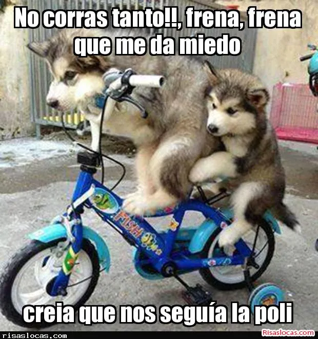 Memes Chistosos de Perros - Imagenes chistosas Memes Chistosos de Perros - Imagenes chistosas