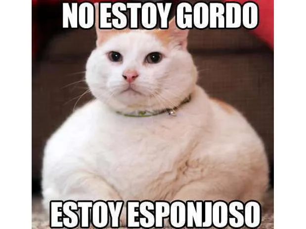 memes de gatos | De árboles, gatos, manualidades ¡y más!