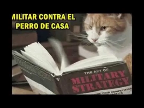 memes de gatos - frases chistosas - kekeleque - YouTube memes de gatos - frases chistosas - kekeleque - YouTube