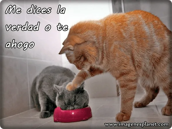 memes+de+gatos+furiosos.png
