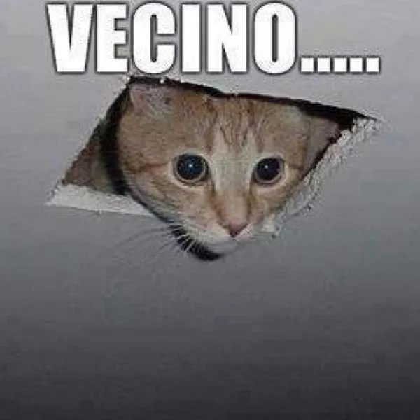 Memes de gatos: lo más viral, tierno y peludo de la red Memes de gatos: lo más viral, tierno y peludo de la red