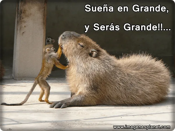 memes+para+facebook.png