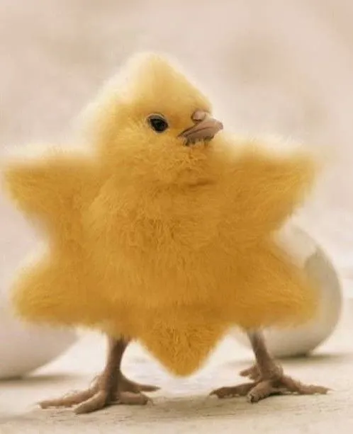 Chistes de aves - Taringa!