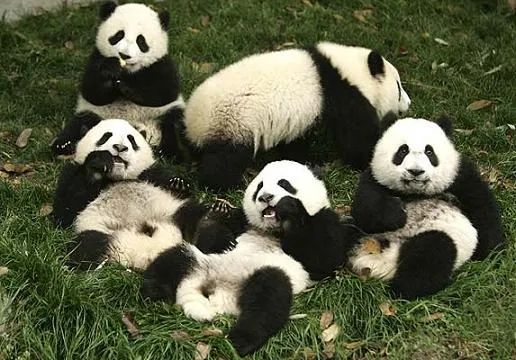 los memos: Osositos Pandas Tiernos...