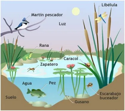 Mendialdea 1-(5º Y 6ºB): TAREA JUEVES