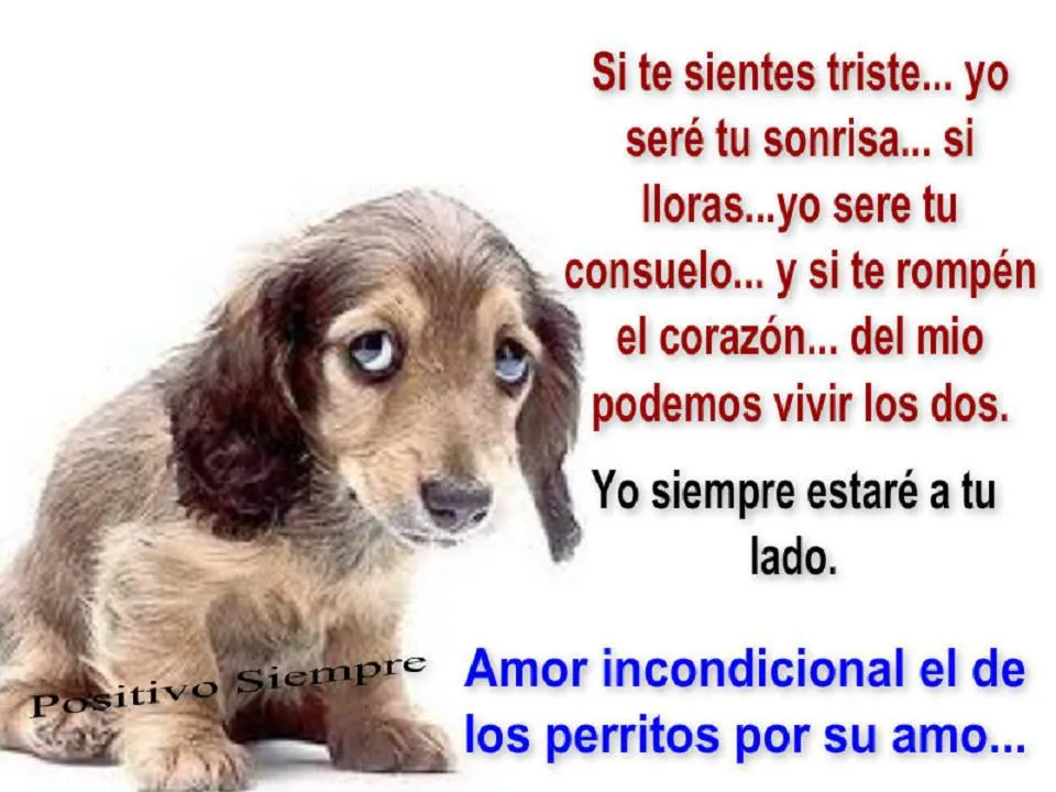 MENSAJE DESDE EL CORAZÓN DE MI PERRO. | YOGA: Fundación "Namaste ... MENSAJE DESDE EL CORAZÓN DE MI PERRO. | YOGA: Fundación "Namaste ...