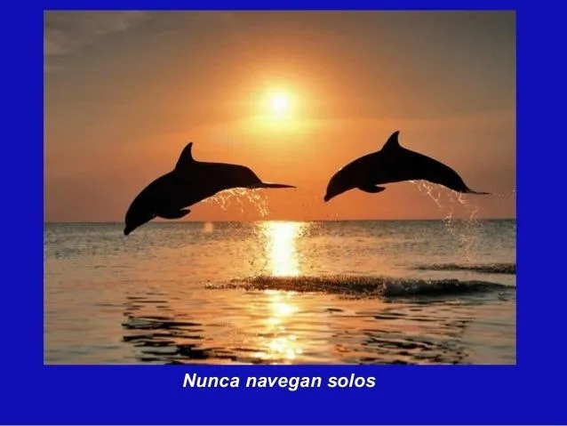 mensaje-de-delfines-15-638.jpg ...