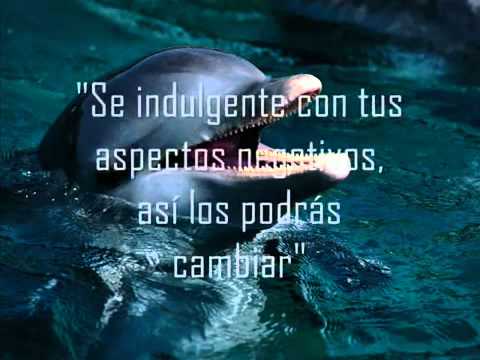 Mensaje de Los Delfines.wmv - YouTube