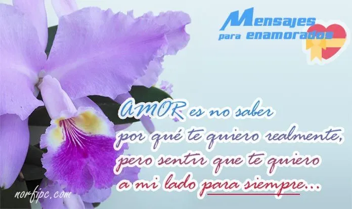 Mensajes de afecto y ternura para agradecer a mi pareja por su amor Mensajes de afecto y ternura para agradecer a mi pareja por su amor