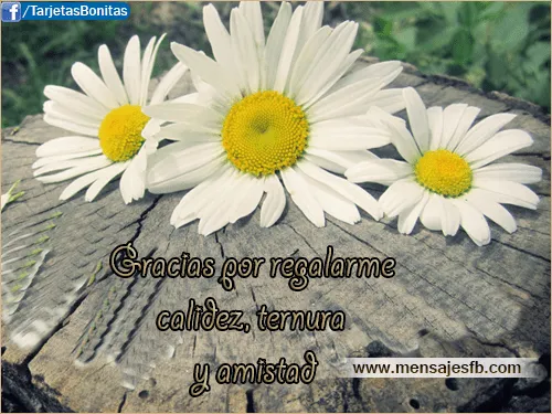 Mensajes bonitos de amistad - Mensajes Bonitos de Amor para Facebook Mensajes bonitos de amistad - Mensajes Bonitos de Amor para Facebook