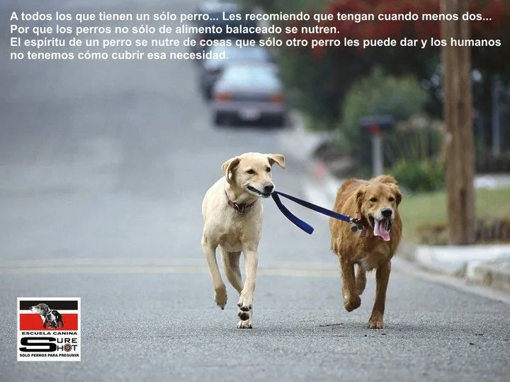 Mensajes de concientización « Adopta un amigo, NO lo compres! Mensajes de concientización « Adopta un amigo, NO lo compres!