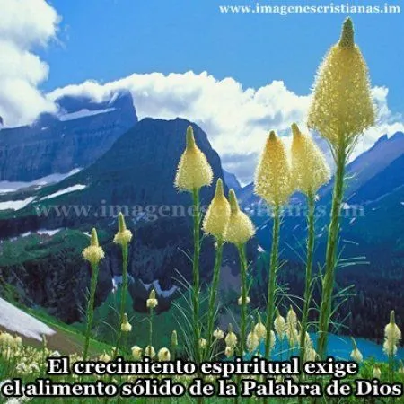 imagenes soy cristiano.jpg - Imagenes Cristianas Reflexiones, Amor ... imagenes soy cristiano.jpg - Imagenes Cristianas Reflexiones, Amor ...