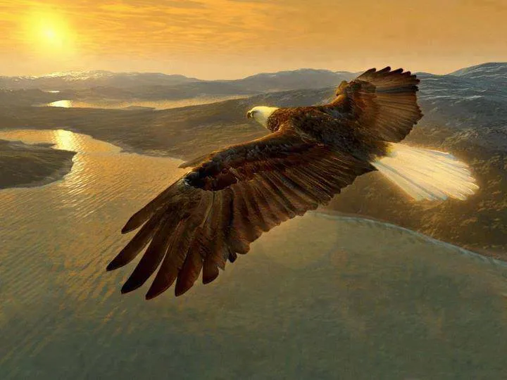 Aguilas en vuelo imagenes - Imagui