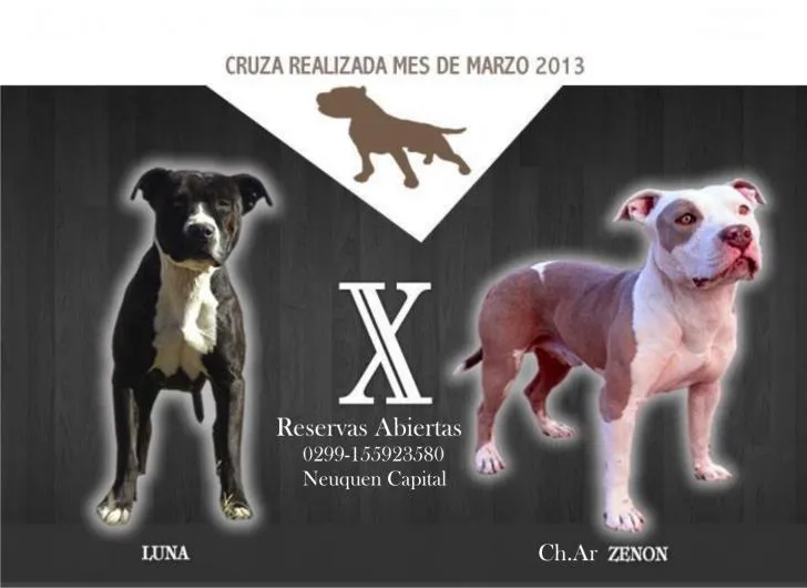 Imagenes de pitbulls con mensajes - Imagui