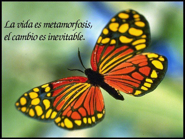 MENSAJES DE REFLEXION – MENSAJES POSITIVOS: MARIPOSA | Marcial ...