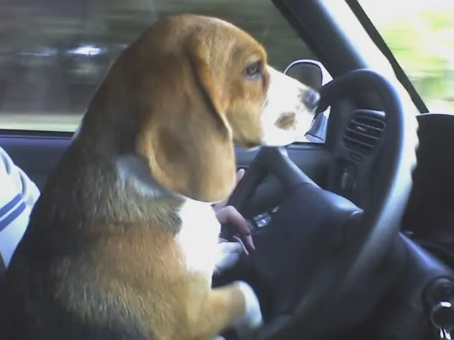 Mensajes de Reflexion: Los perros son más inteligentes de lo que ... Mensajes de Reflexion: Los perros son más inteligentes de lo que ...