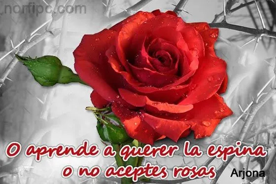 Mensajes de texto de amor para enviar en Facebook, Twitter o WhatsApp Mensajes de texto de amor para enviar en Facebook, Twitter o WhatsApp
