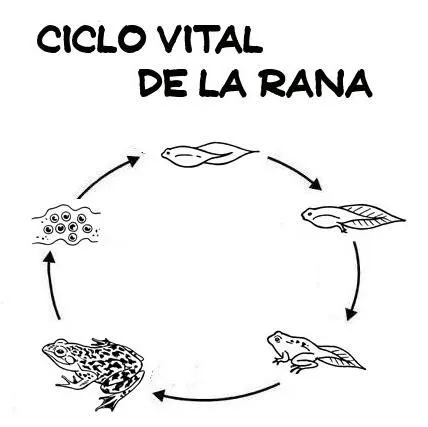 Menta Más Chocolate - RECURSOS PARA EDUCACIÓN INFANTIL: CICLO DE ...