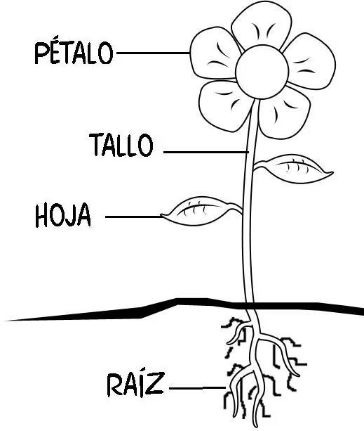 Menta Más Chocolate - RECURSOS PARA EDUCACIÓN INFANTIL: Las Partes ...