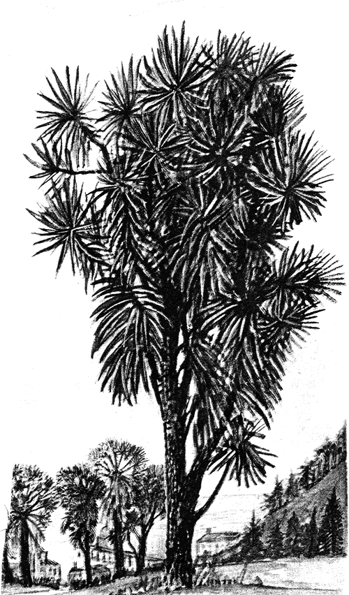 Mi mente es como un DJ malo: acacia negra y helecho de helecho