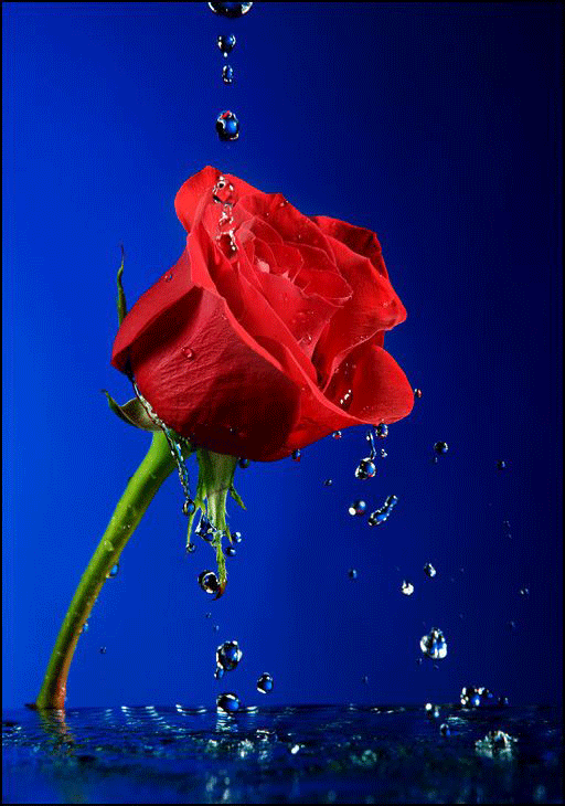 para mentes despiertas cons: ENTRE PÉTALOS DE ROSAS para mentes despiertas cons: ENTRE PÉTALOS DE ROSAS