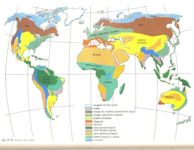 EL MENTIDERO DE MIELOST: HISTORIAS DE EXTINCIÓN: LOS RENOS Y LOS ... EL MENTIDERO DE MIELOST: HISTORIAS DE EXTINCIÓN: LOS RENOS Y LOS ...