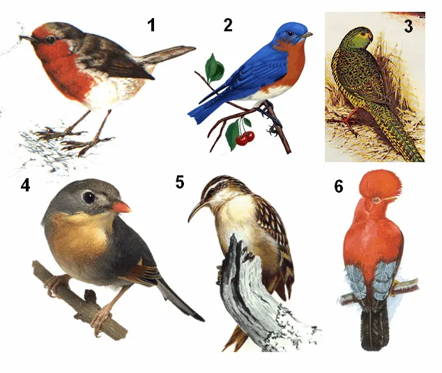 pajaros | La Ciencia y sus Demonios