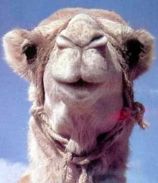 EL MERCADER Y LOS CAMELLOS